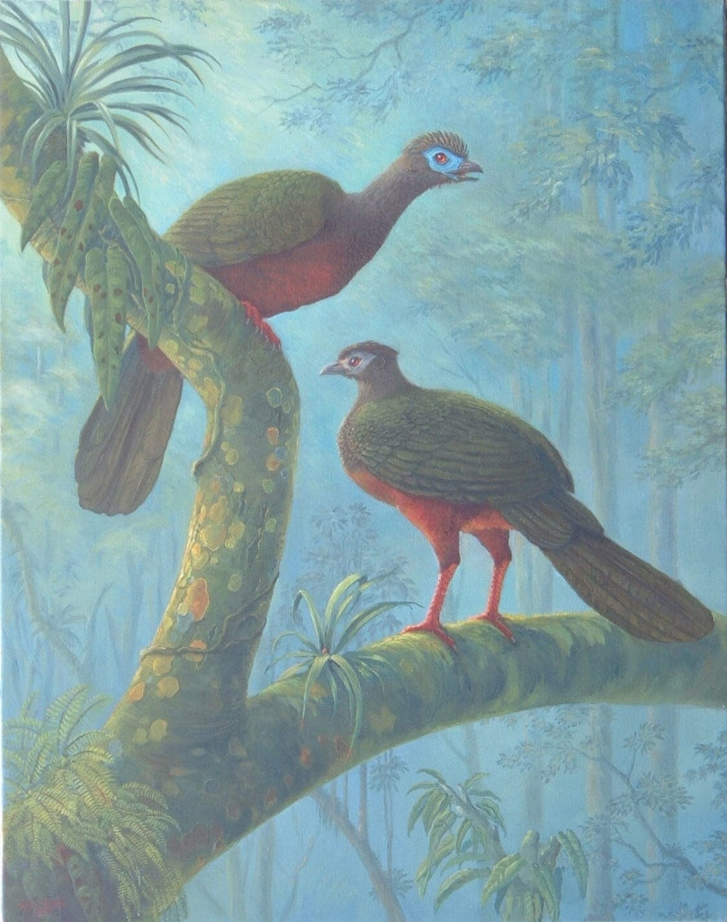 Goudot’s Sickle-winged Guan