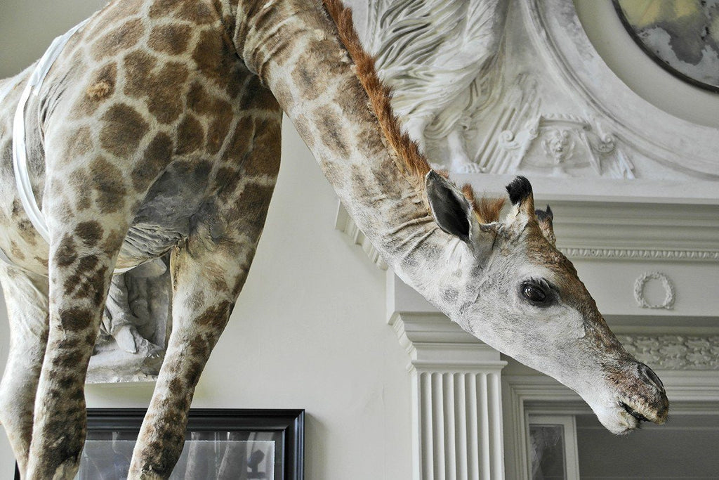 'Flying Giraffe' by James Perkins Studio - A Modern Grand Tour