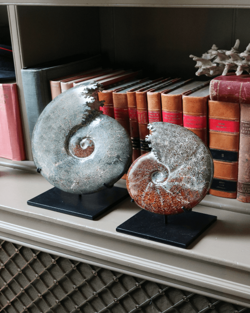 Cleoniceras Polished Ammonites Large - A Modern Grand Tour