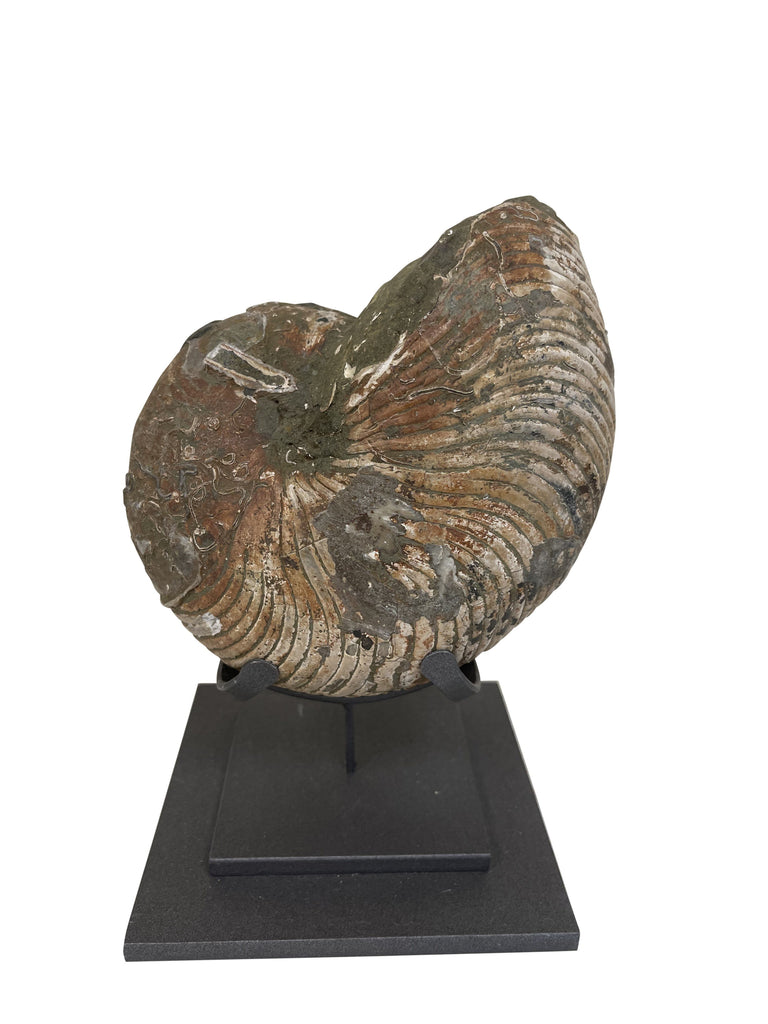 Cymatoceras nautiloid Ammonite