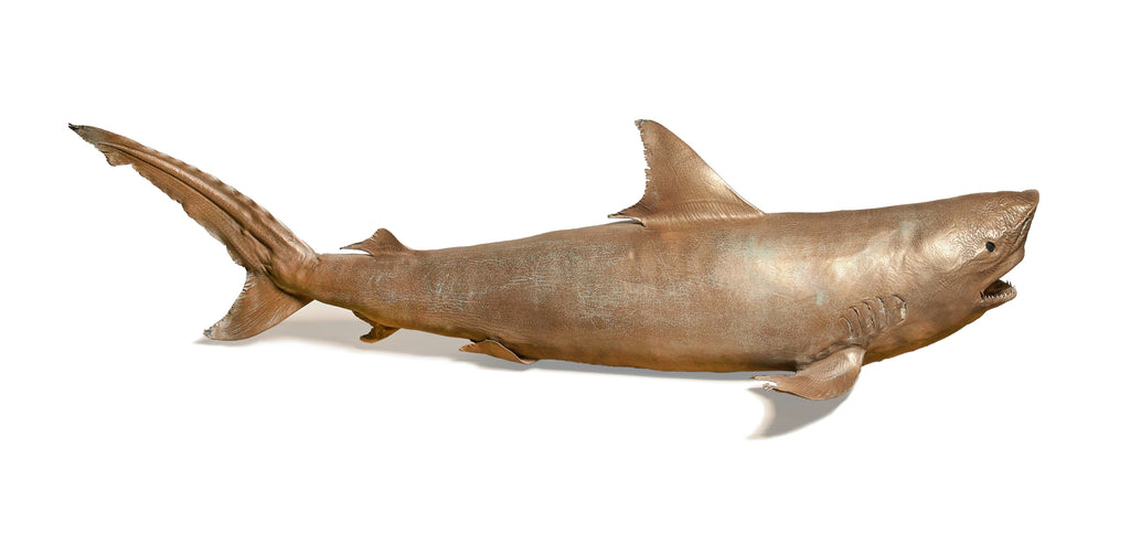 A Preserved Shark Pup