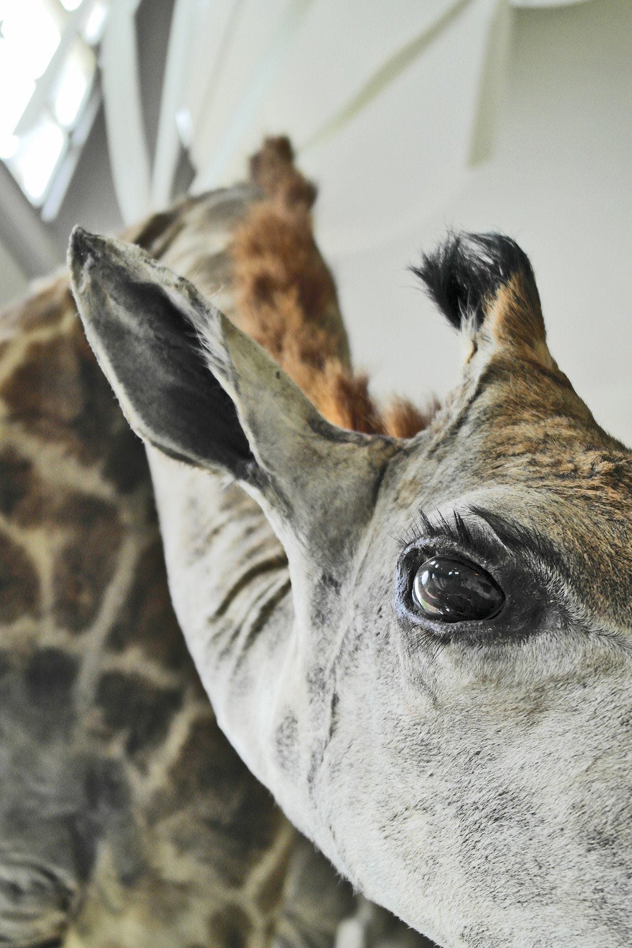 小物 BURTONBARTON PERREIRA GRIFFIN AF 小物 BURTONBARTON PERREIRA GRIFFIN AF Barton Perreira