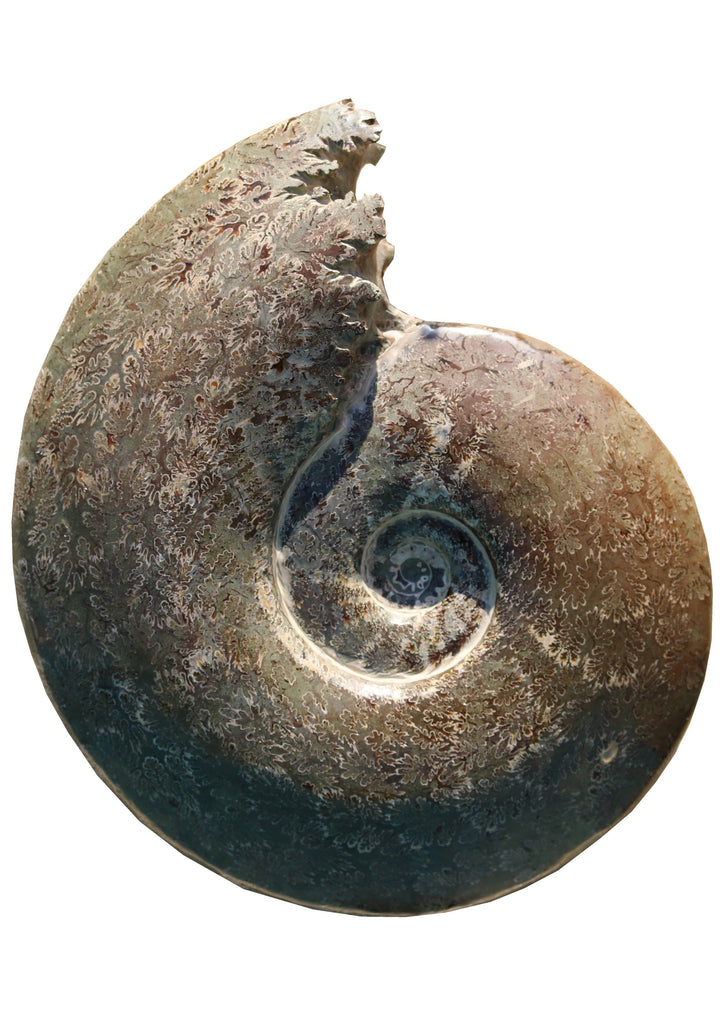 Cleoniceras Polished Ammonites Large - A Modern Grand Tour