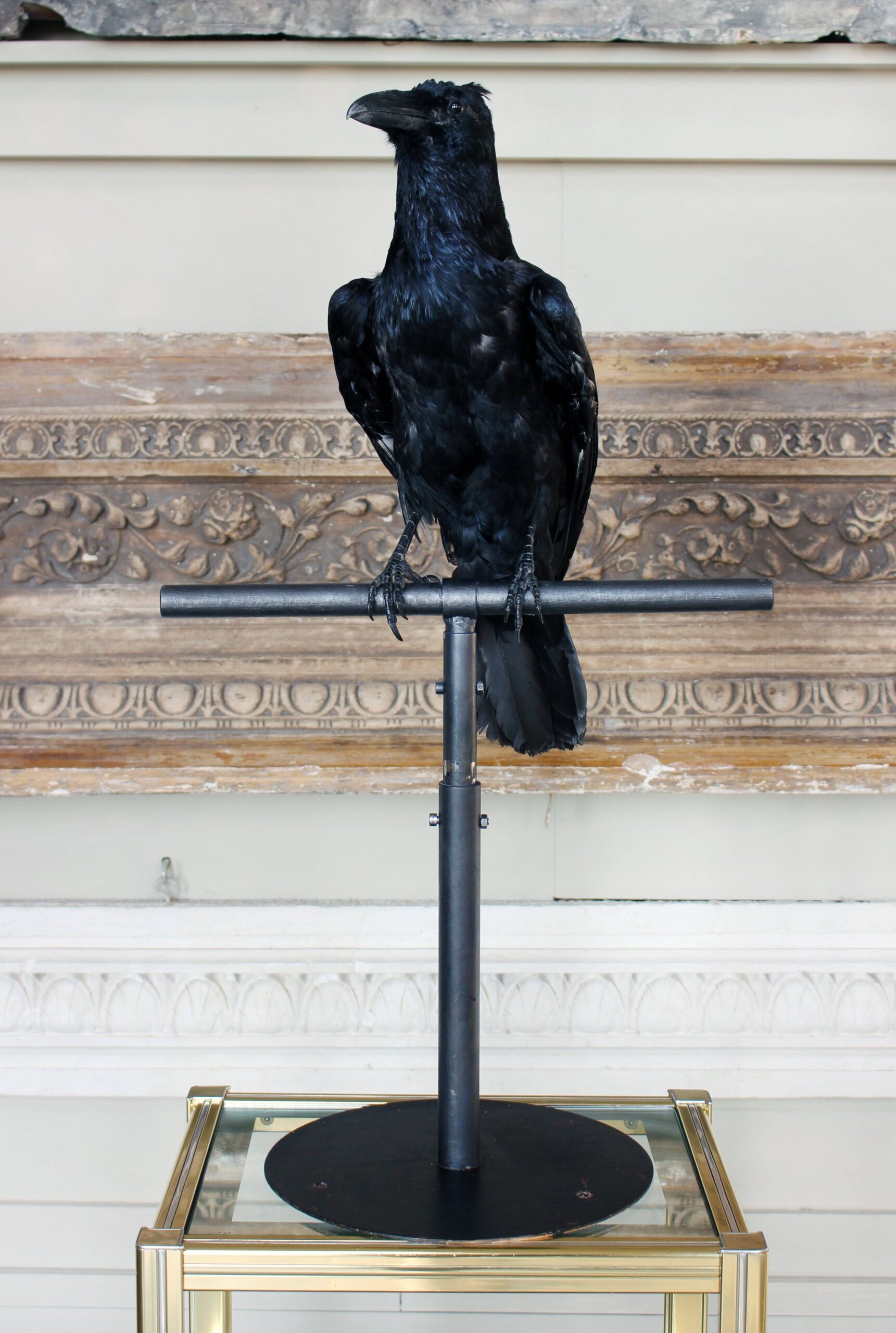 Study of a Black Crow in situ