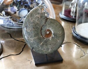 Cleoniceras Polished Ammonites Extra Small
